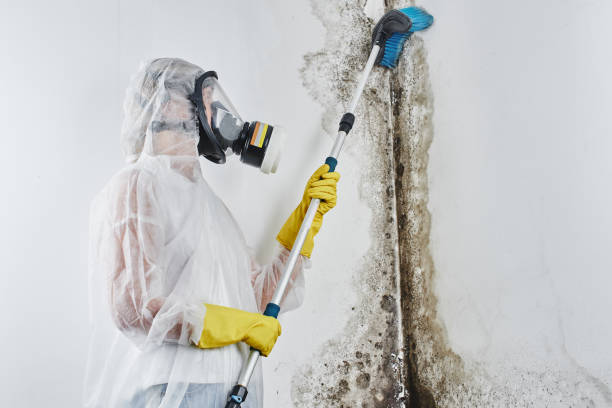 Best Toxic Mold Removal  in Sarasota, FL